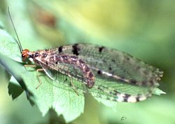 Immagine pi&ugrave; grande