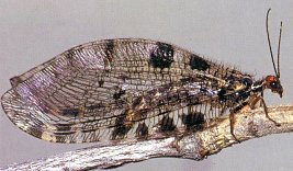 Immagine pi&ugrave; grande