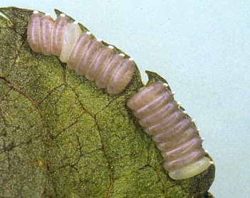 Immagine pi&ugrave; grande