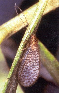 Immagine pi&ugrave; grande