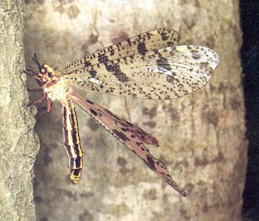 Immagine pi&ugrave; grande